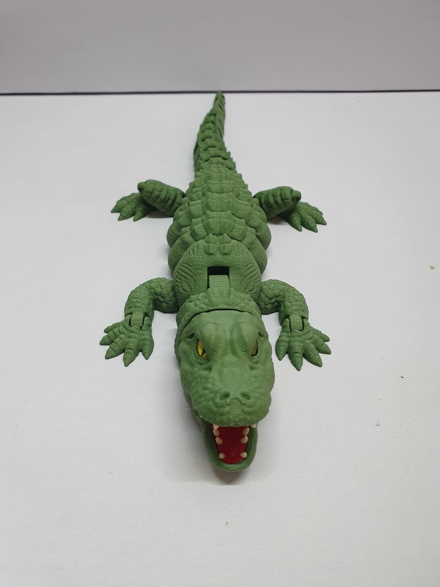 Alligator
